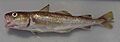 Young Pacific cod