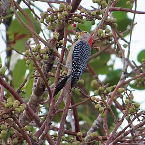 Yucatán woodpecker (Melanerpes pygmaeus rubricomus)-side-Mexico-Yucatán-Celestún.jpg