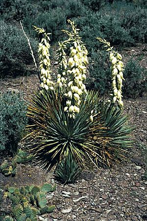 Yucca harrimaniae fh 1179.13 UT B.jpg