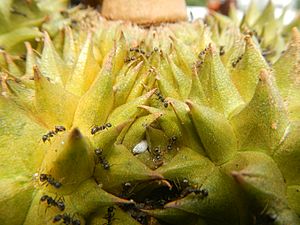 07302jfBlack ants eating Durians in the Philippinesfvf 20