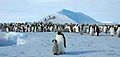 2007 Snow-Hill-Island Luyten-De-Hauwere-Emperor-Penguin-03