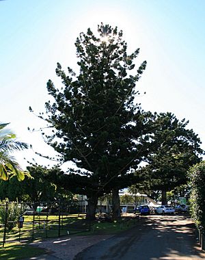 602346 - Hoop Pines (2009).jpg