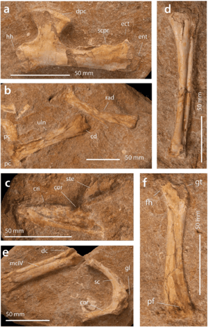 A. elainus FSAC-OB 2 holotype partial skeleton and FSAC-OB 217 metacarpal IV compressed.png