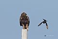 A Pesky Drongo Annoying a Greater Spotted Eagle (50877459286)