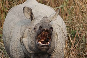 Aggressive Kaziranga rhino