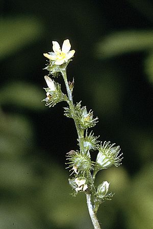 Agrimonia gryposepala flowers.jpg