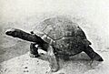 Aldabrachelys hololissa