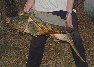 Alligator Snapping Turtle2