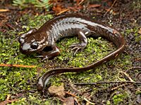 Ambystoma gracile - Nordwestlicher Querzahnmolch 183623689.jpg