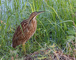 American Bittern (48975627718).jpg