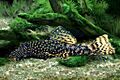Ancistrus cirrhosus