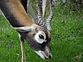 Antilope cervicapra 04
