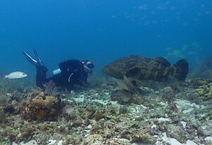 AtlanticGoliathGrouper