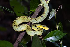 Bamboo Pit Viper macrogiants.jpg