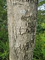 Bark of Cleistocalyx operculatus