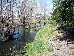 Beaver Lodge on Tulucay Creek, Napa River tributary May 2014