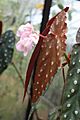 Begonia pseudolubbersii