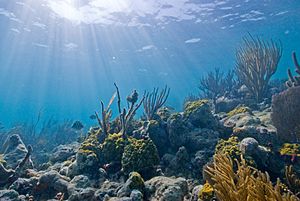 Biscayne underwater NPS1