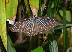 Blue Grassy Tiger Ideopsis vulgaris (22425719362)