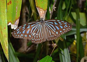 Blue Grassy Tiger Ideopsis vulgaris (22425719362)