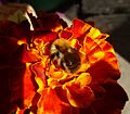 Bombus muscorum on marigold