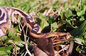 BorneopythonAugmented