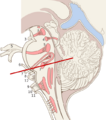 Brain stem sagittal section