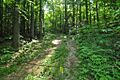 BucklandStateForest