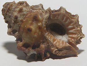 Bursa corrugata 001