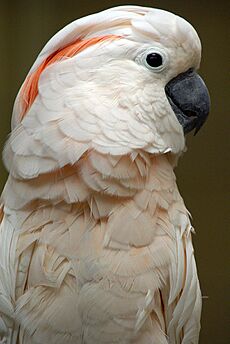 Cacatua moluccensis -Kuala Lumpur Bird Park-8b