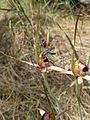 Caladenia arenicola with wasp