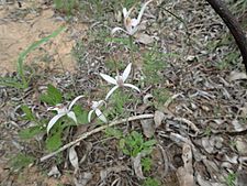 Caladenia hirta subsp. hirta 01
