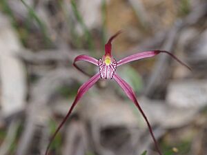 Caladenia occidentalis 02