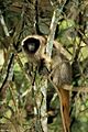 Callicebus personatus