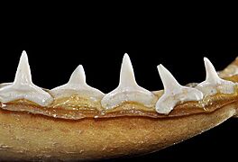 Carcharhinus perezii lower teeth