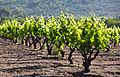 Carignan vineyard