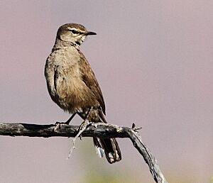 Cercotrichas coryphoeus, Namaqua National Park, South Africa.jpg
