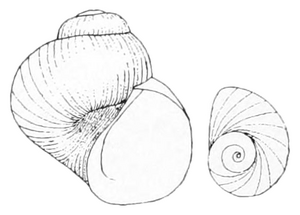 Clappia umbilicata shell 2
