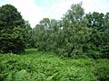 Clearing in Swithland Woods - geograph.org.uk - 863125
