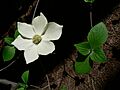 Cornus nuttallii 08546