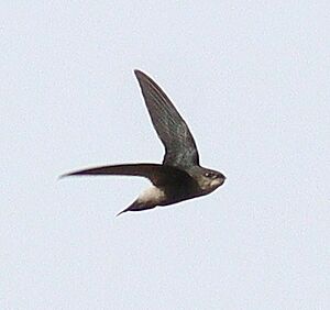 Costa Rican Swift.jpg