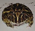Cranwell's horned frog