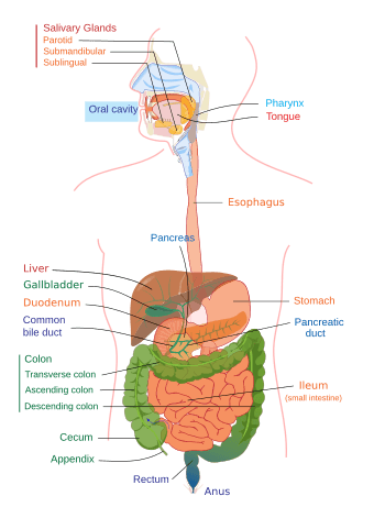 Digestive system diagram edit