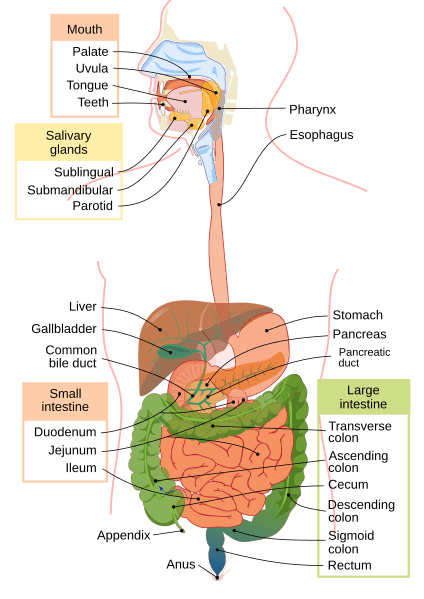 Image: Digestive system diagram en