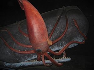 Display of sperm whale and giant squid battling in the Museum of Natural History