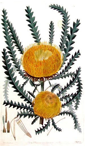 Dryandra formosa from Flora Australasica