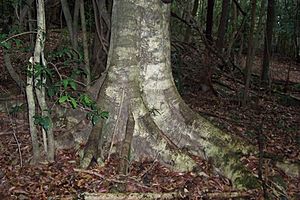 Elaeocarpus kirtonii - Morton National Park.jpg