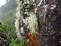 Epiphytic lichen