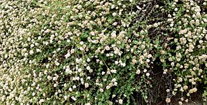 Eriogonum parvifolium 1 cropped