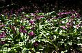 Erythronium revolutum cultivated